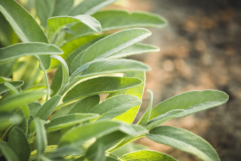 Sage in the garden, Salvia officinalis