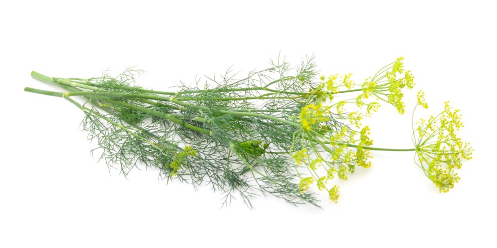 The 10-Minute Rule for How Often Do You Water Dill Seeds