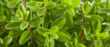 Marjoram in the garden