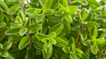 Marjoram in the garden