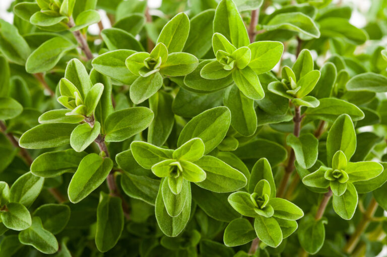 Marjoram in the garden