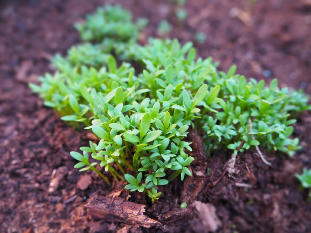 Garden Cress Plant Pods