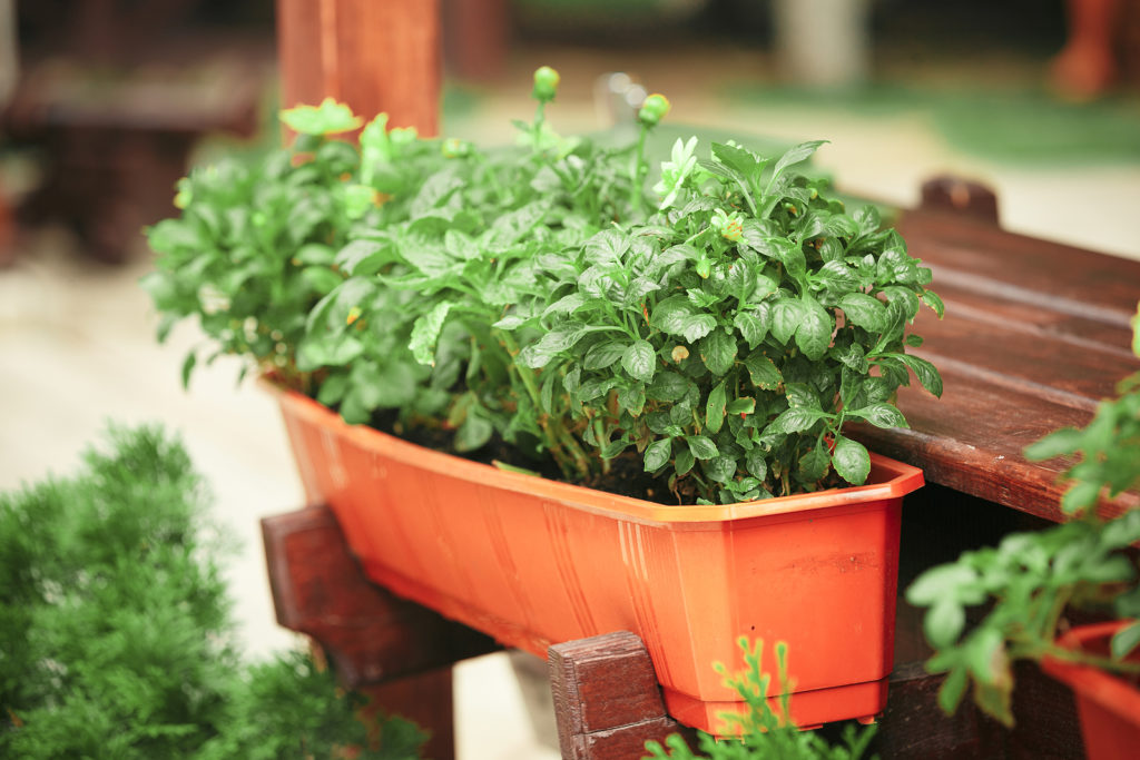 How to Prepare and Serve Cress -- Harvest to Table