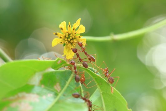 Ants In The Garden Ant Pesticides Harvest To Table   Ants 531x354 