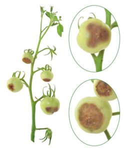 Regular visits to the garden will help you spot diseased plants before a disease spreads.