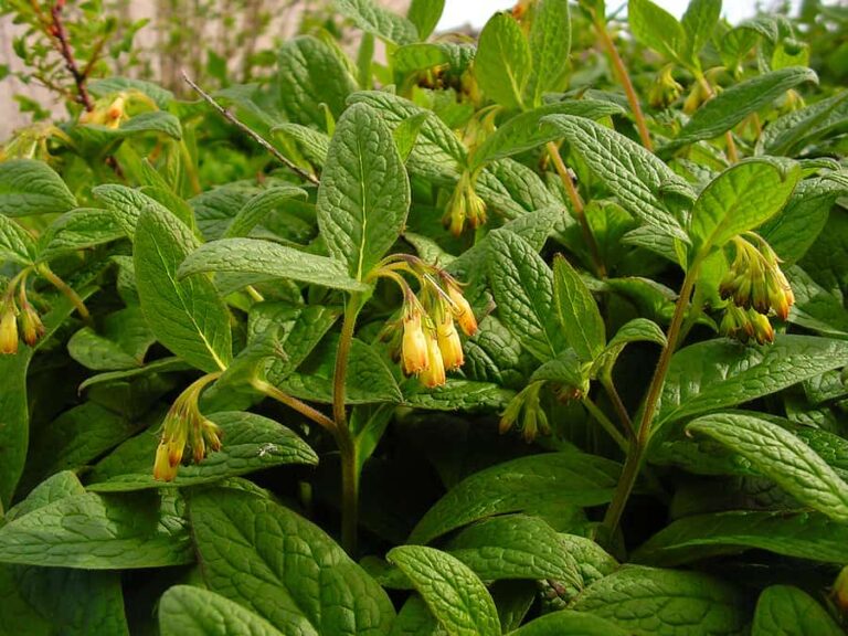 Comfrey plant1