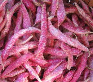 Cranberry shelling beans