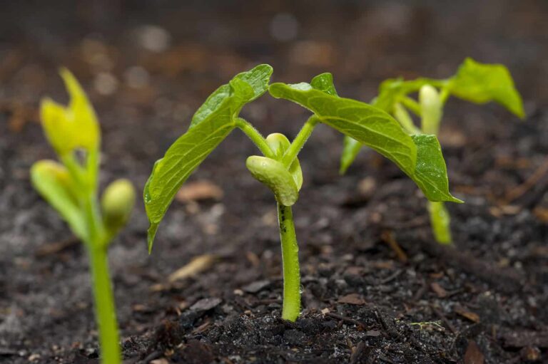 Green Bean Sprouts1