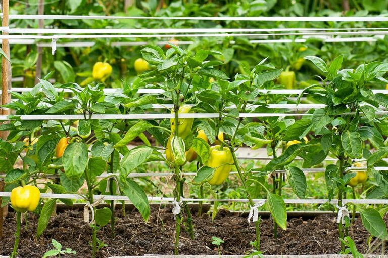Peppers along wire1