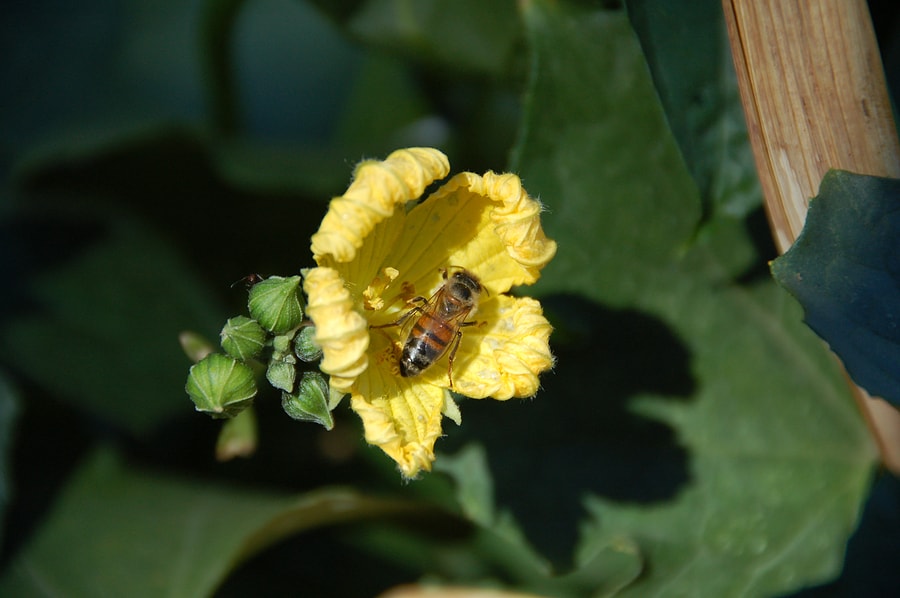 How Vegetables Are Pollinated Open Pollination and Hybrids