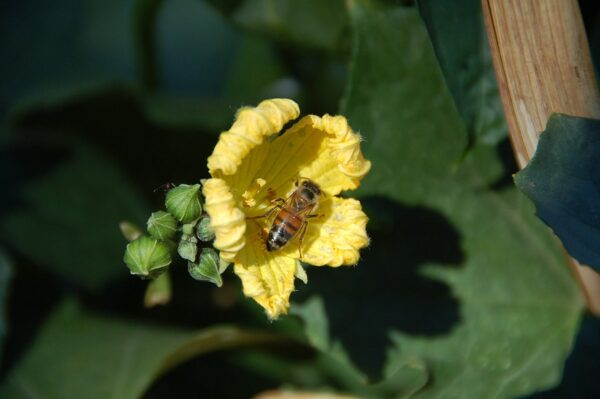 How Vegetables Are Pollinated -- Harvest to Table