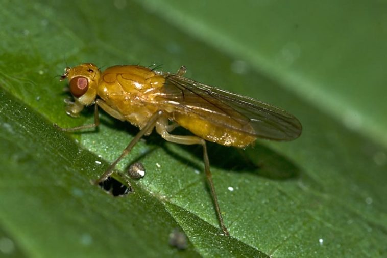 Vegetable Pests and Contorls