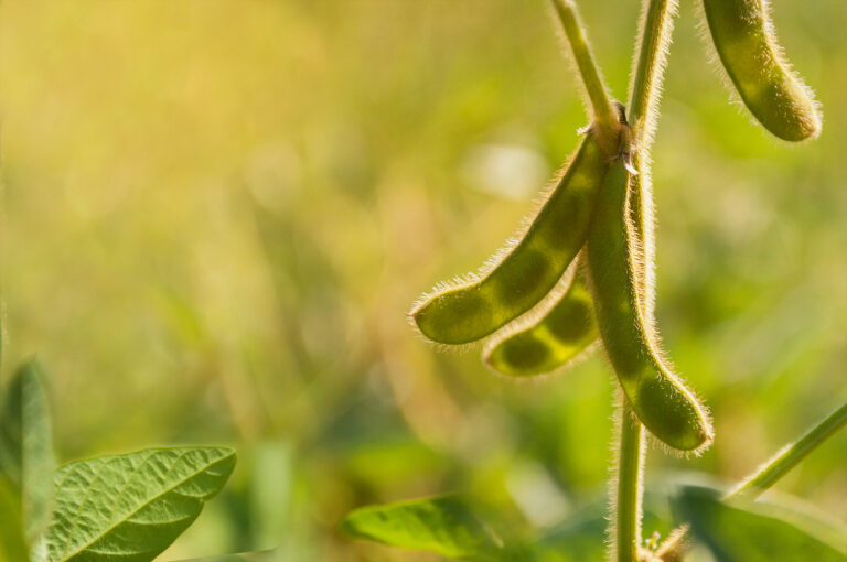 Soybean pods on a young soybean plant