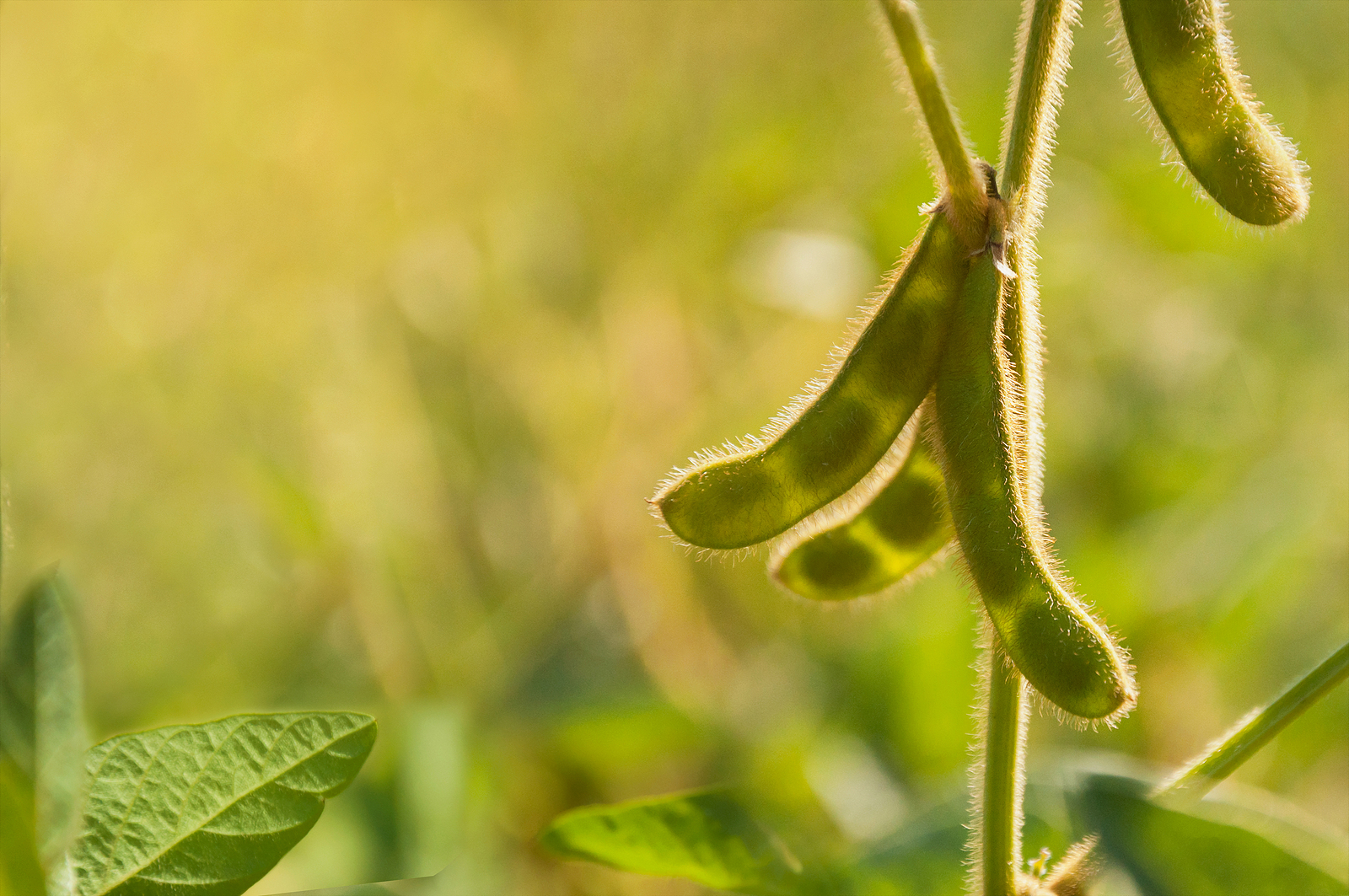 How to Plant, Grow, and Harvest Soybeans - Harvest to Table