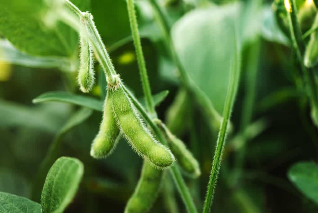 Soybean pods nearing maturity