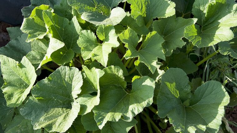 Squash plant leaves