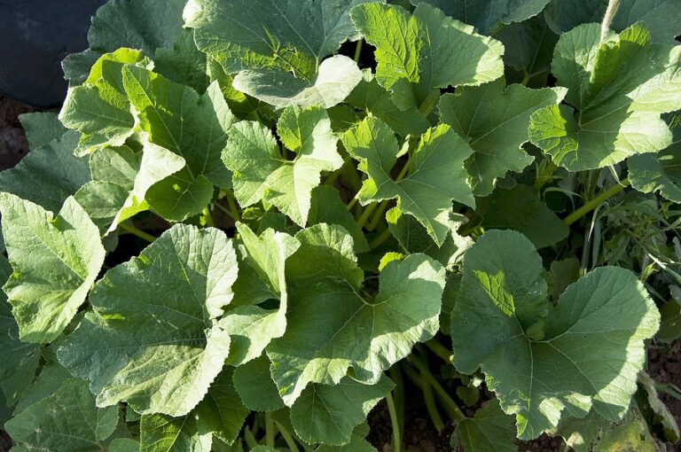 Squash plant leaves