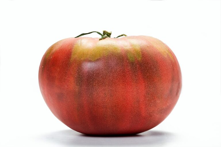 Tomato Brandywine heirloom1