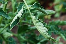 Curled tomato leaves