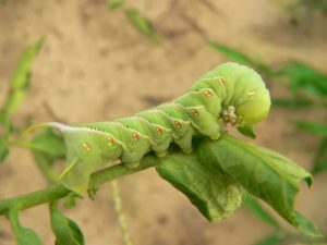 Tomato growing problems include the tomato horn worm.