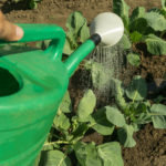 Watering can