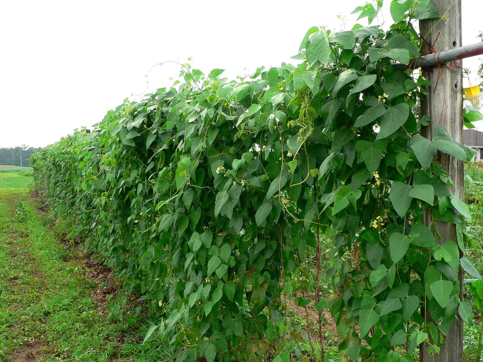 Image of Hand-held fertilizer spreader being used to apply side dressing fertilizer to a row of tomato plants