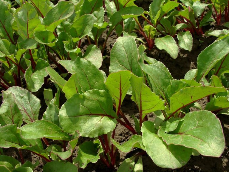 Beets in row