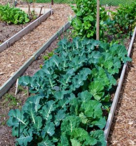 Broccoli growing problems: Broccoli and Cabbage