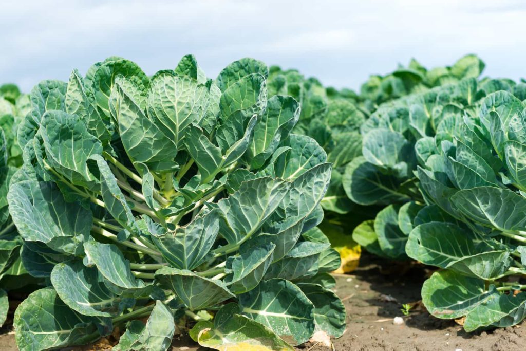 Brussels sprouts growing in cool weather.