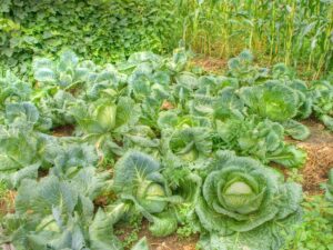 Cabbage growing in garden