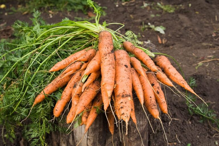 Carrots fresh dug1