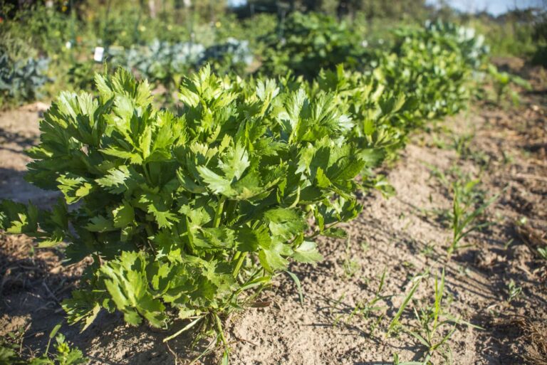 Celery in row