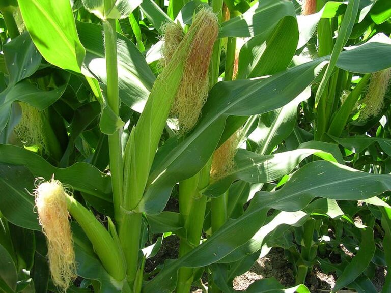 Corn in garden1
