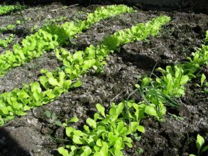 Lettuce Growing Problems And Solutions