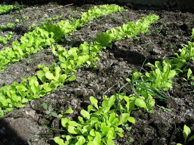Lettuce in rows1
