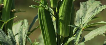 Okra pods on plant1