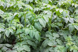 Potato plants growing