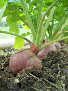 Radish growing problems