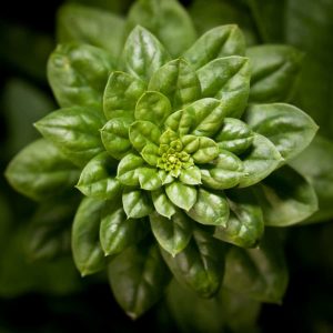 Spinach plant grow in cool season