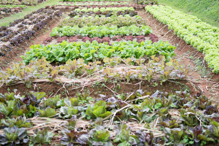 Succession Planting - Be An Expert -- Harvest To Table