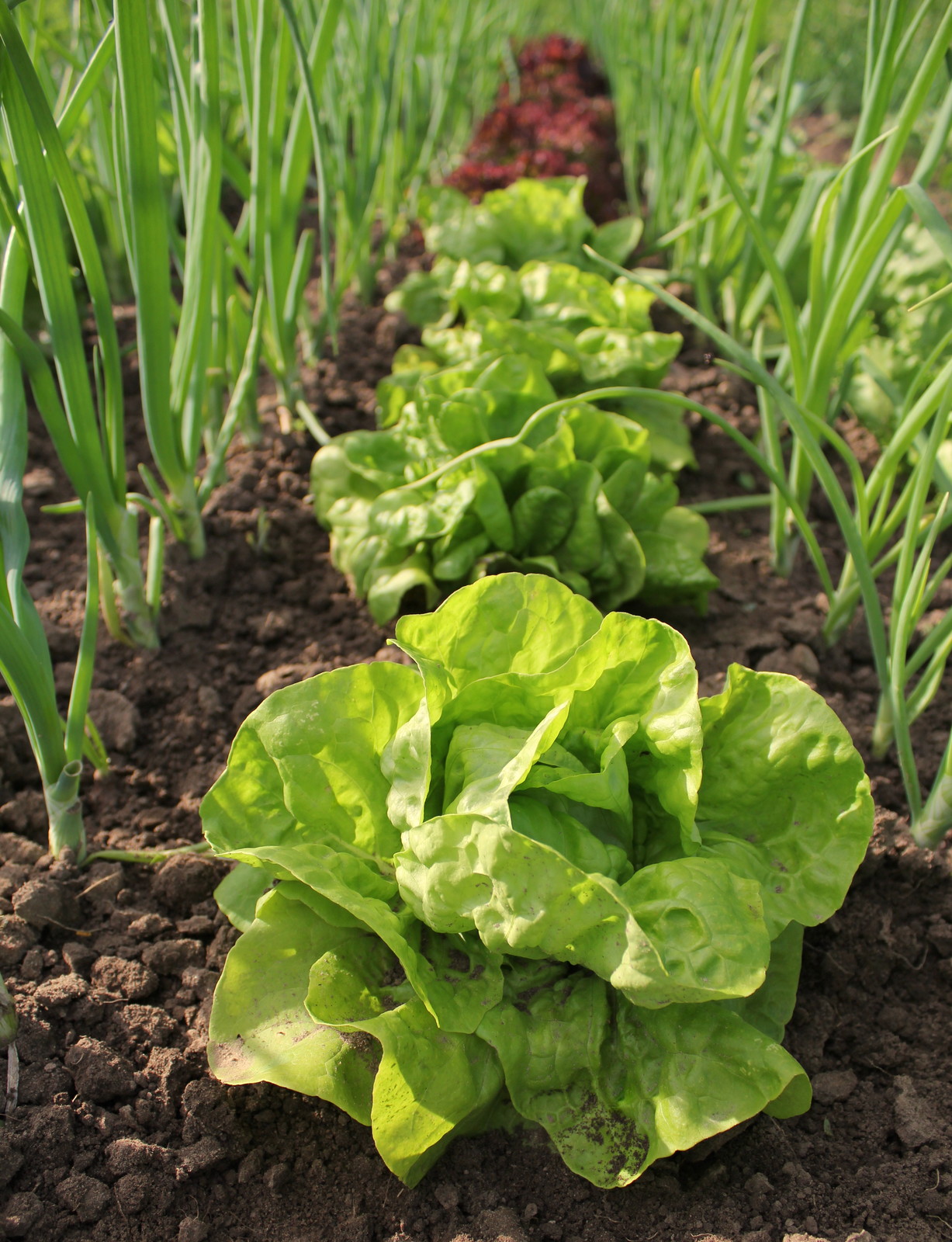 Intercropping lettuce and onions