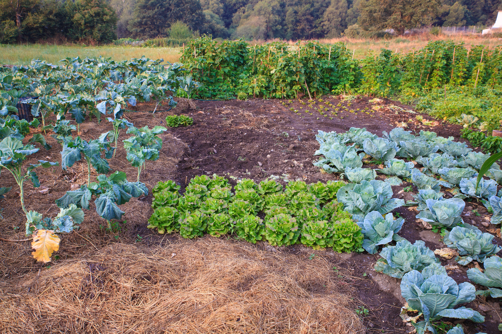 succession crops