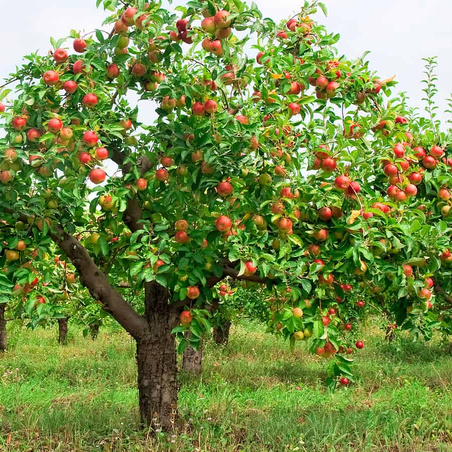 Apple tree with fruit - Harvest to Table