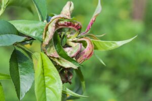 Peach leaf curl