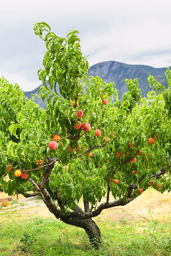 Goldmine White Nectarine Tree