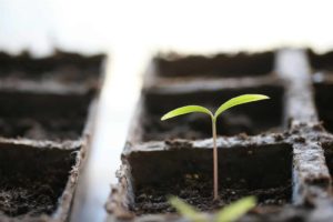 Seedling Started Seedling Started