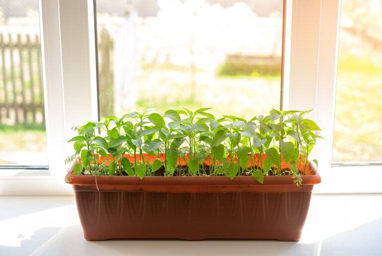 Peppers growing on a windowsill