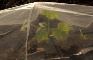 Plastic tunnels for growing vegetables