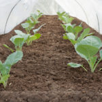 Plastic tunnel for crops