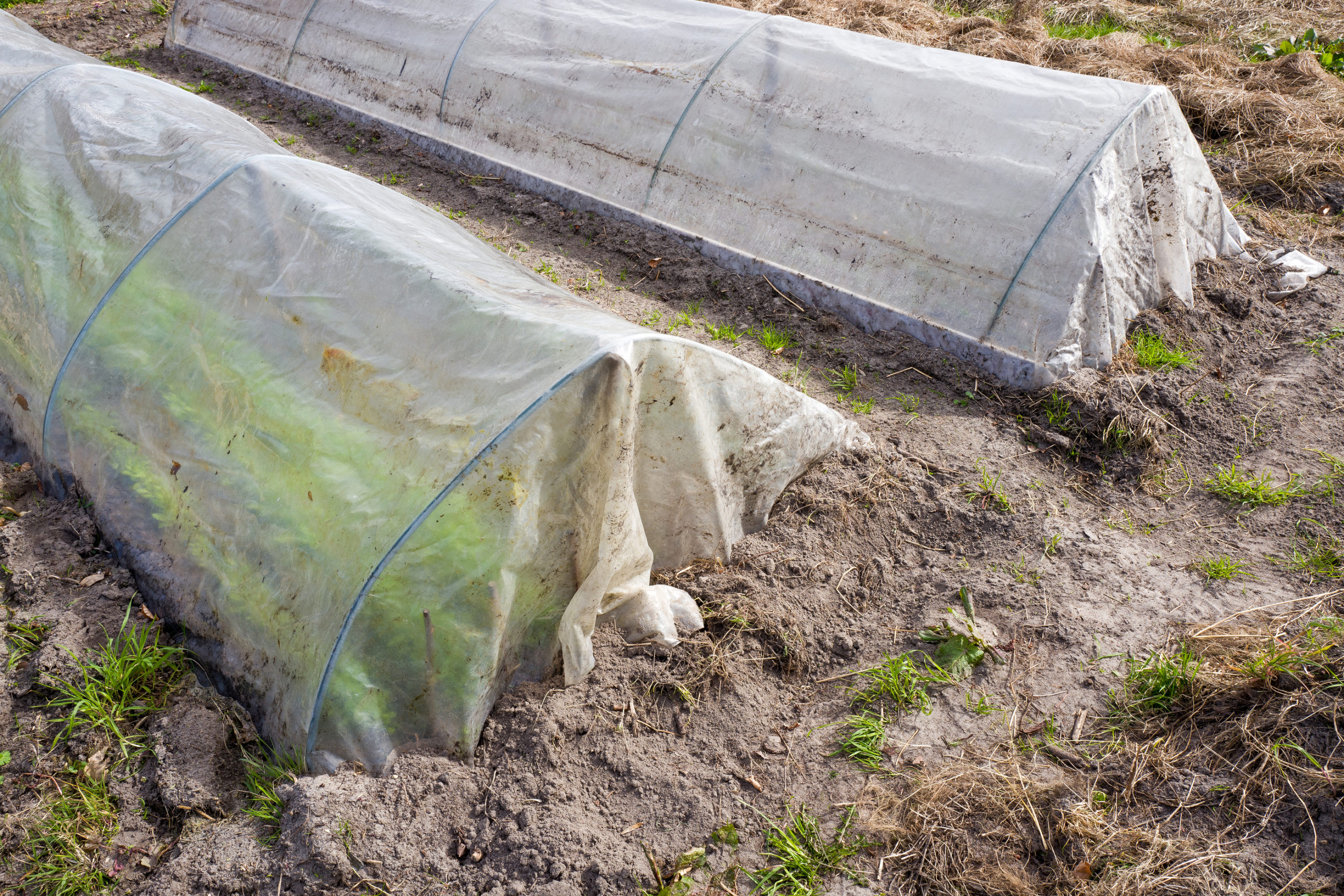 Plastic Tunnels to Grow Vegetables -- Harvest to Table